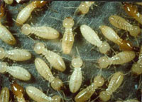 termites